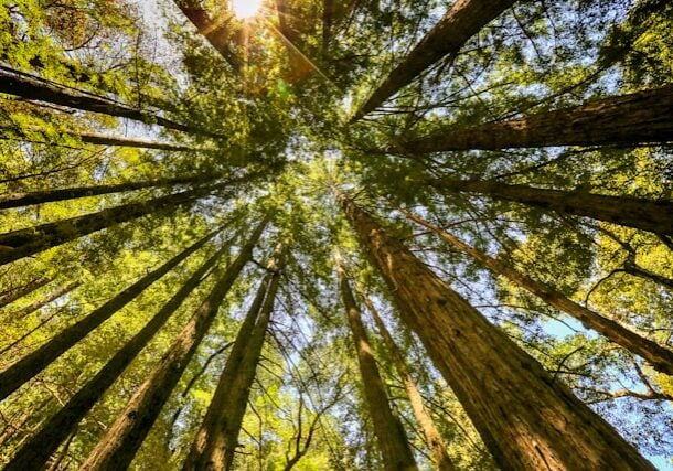 Redwoods - Strength through connection