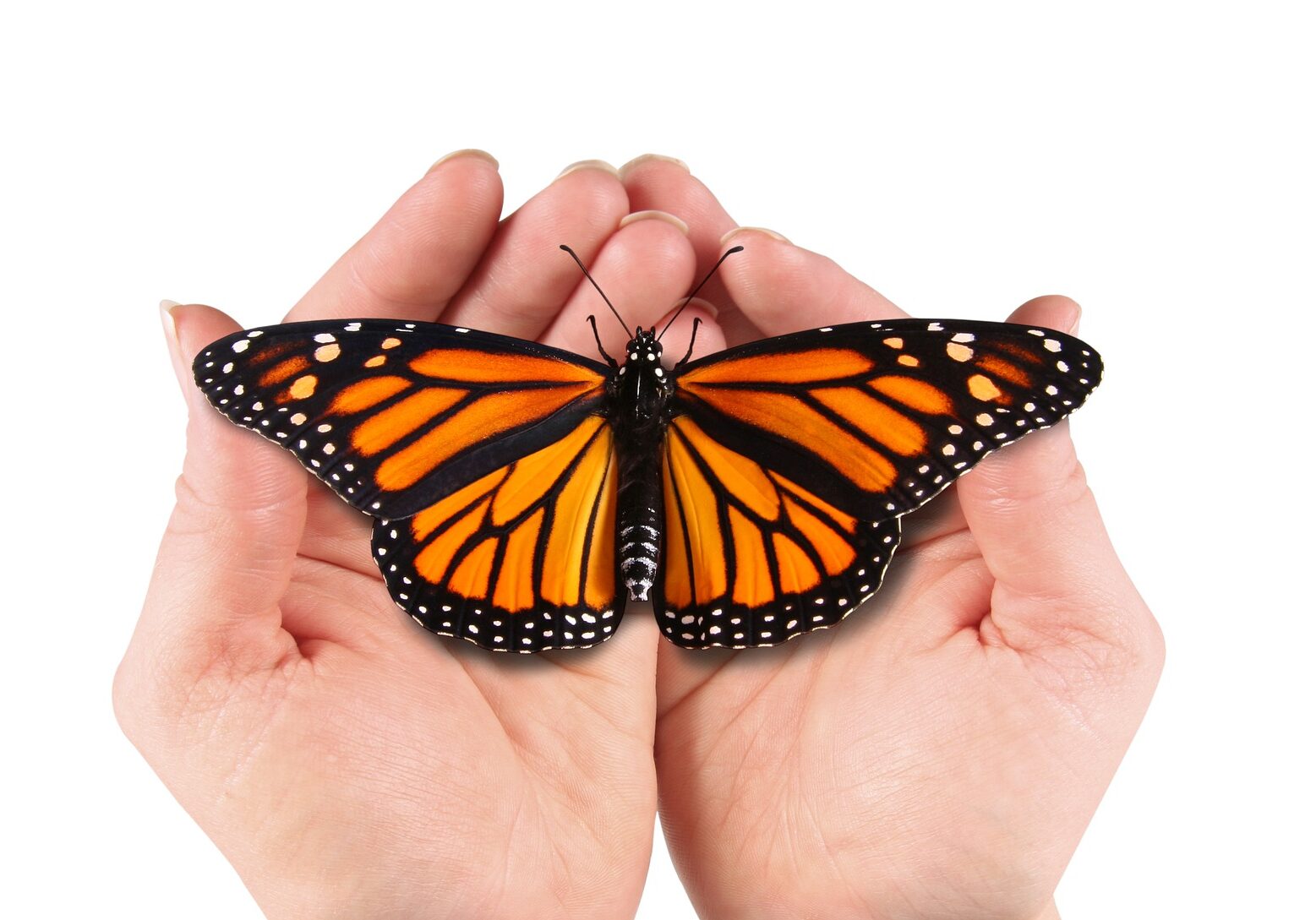 butterfly hands - change blog